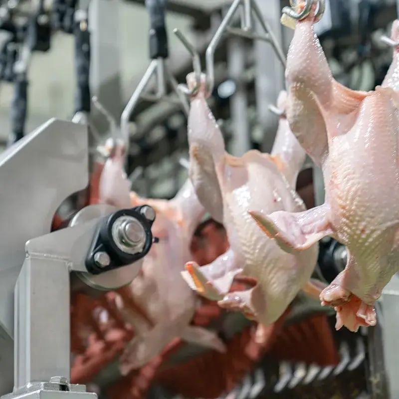 Food Processing - poultry 800x800